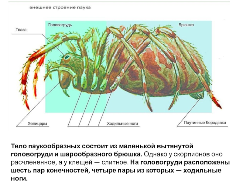 У паукообразных три пары ходильных ног. Брюшные конечности у паукообразных. Внешнее строение членистоногих паукообразные. Брюшные ноги у паукообразных. Паукообразные строение педипальпы.