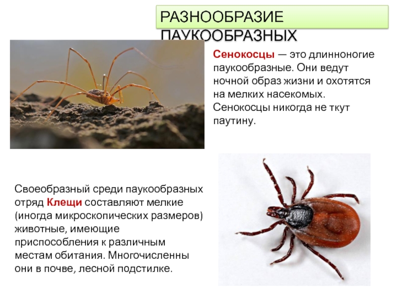 Паукообразные в природе и жизни человека. Образ жизни сенокосцев. Классификация паукообразных. Основные представители паукообразных. Многообразие паукообразных таблица.