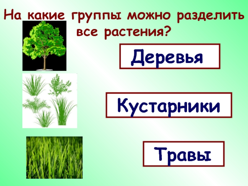 На какие две группы можно разделить растения. Деревья кустарники травы. Все растения можно разделить на группы. На какие группы можно разделить растения. Дерево кустарник травянистое растение.