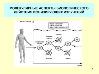 Молекулярные аспекты биологического действия ионизирующих излучений