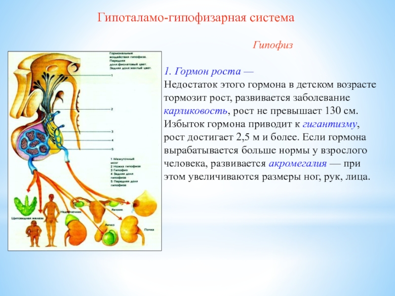 Шаблоны для презентации гормоны