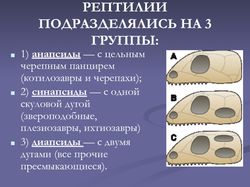 Диапсиды. Синапсиды и диапсиды. Синапсидный анапсидный диапсидный. Синапсидный череп у млекопитающих. Диапсидный Тип черепа.