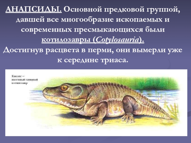 Диапсиды. Анапсиды диапсиды и синапсиды. Анапсиды представители. Котилозавры. Подкласс анапсиды.