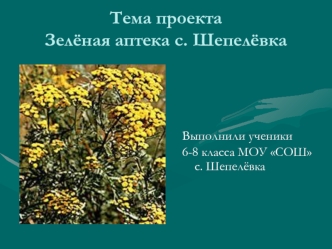 Тема проектаЗелёная аптека с. Шепелёвка