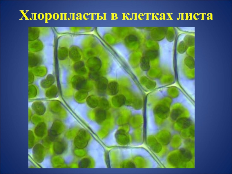 Хлоропласты в клетках листьев крупные. Хлоропласты листа под микроскопом. Хлоропласты в растительной клетке. Клетка хлорофилл под микроскопом. Клетки листа с хлоропластами микроскоп.