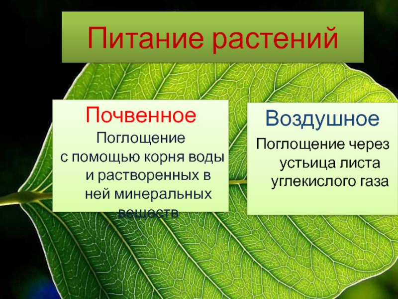 Выберите верное утверждение о минеральном питании растений. Почвенное питание растений 6 класс биология. Почвенное и воздушное питание растений. Воздушное питание и почвенное питание растений. Процесс воздушного питания растений.