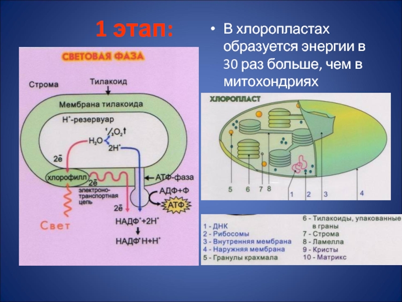 Атф в клетках эукариот образуются. Синтез АТФ В митохондриях. Синтез АТФ на мембране митохондрий. Строма хлоропласта процесс. Процессы происходящие в митохондриях.
