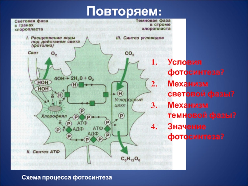 Схема фотосинтеза для егэ