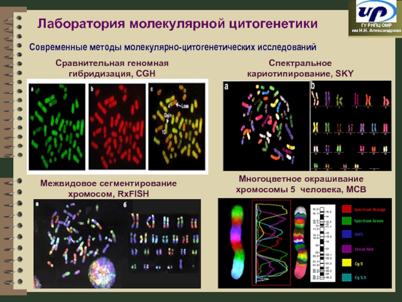 Презентация цитогенетика человека биология 10 класс