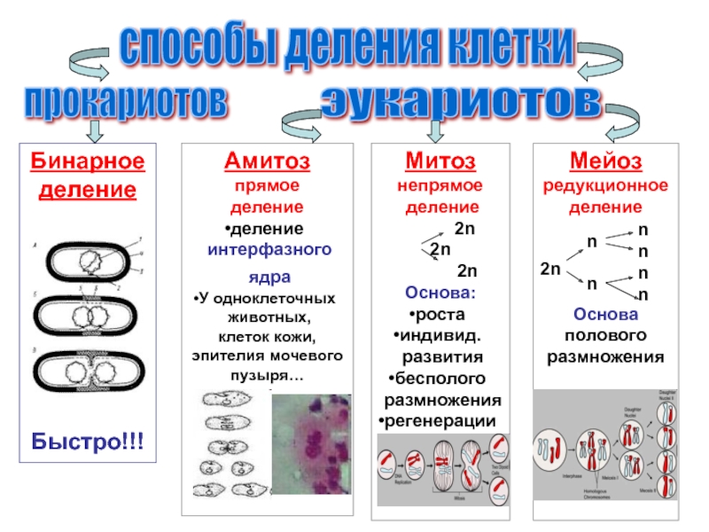 Схема бинарного деления