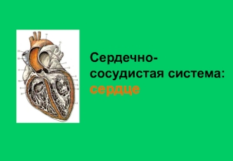 Сердечнососудистая система. Сердце