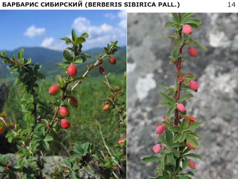 Барбарис сибирский в забайкальском крае фото и описание