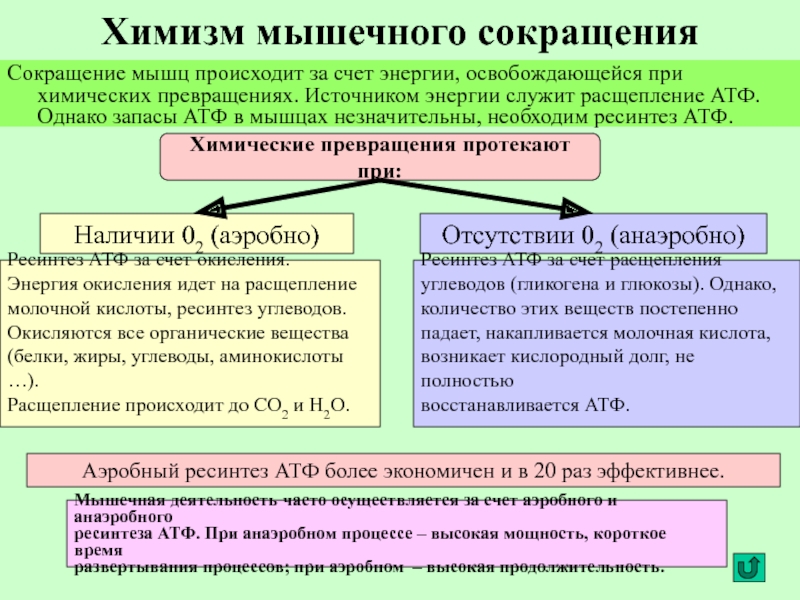 Источник энергии для мышечного сокращения