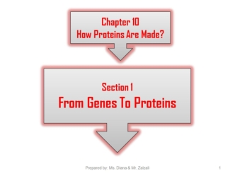 Chapter 10. How proteins are made? Section 1. From genes to proteins