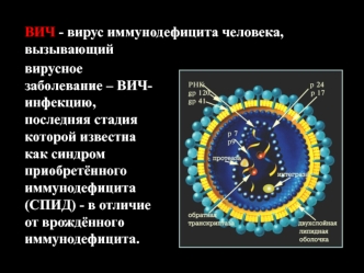 ВИЧ - вирус иммунодефицита человека