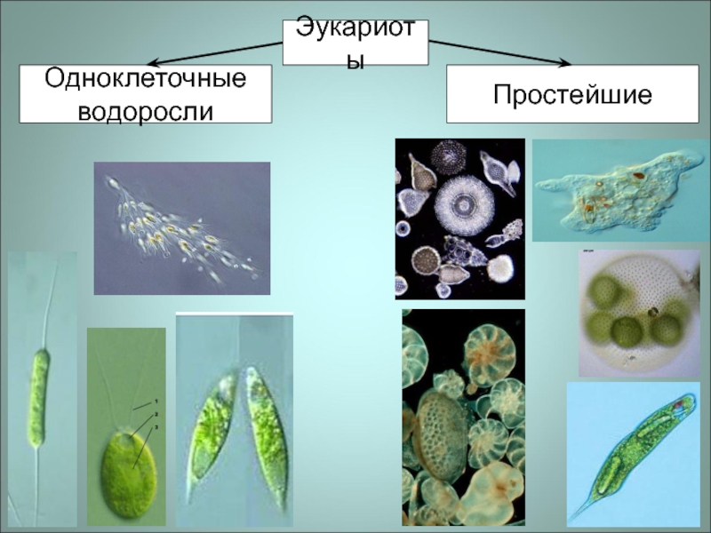 Одноклеточные низшие водоросли. Одноклеточных эукариот у одноклеточных. Прокариоты протисты эукариоты. Многообразие одноклеточных эукариот. Разнообразие одноклеточных эукариот.