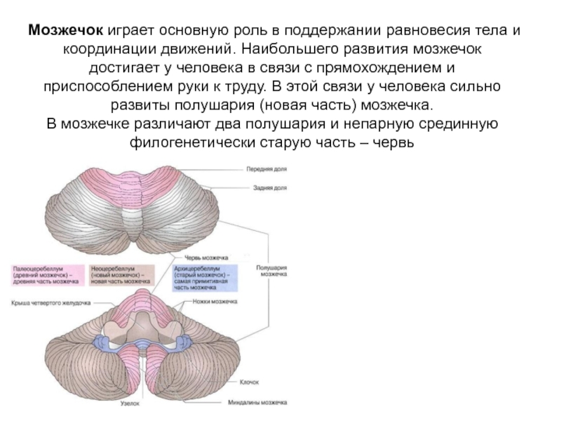 Мозжечок восстановление. Проводящие пути мозжечка. Мозжечок координация движений. Функции ядер мозжечка.