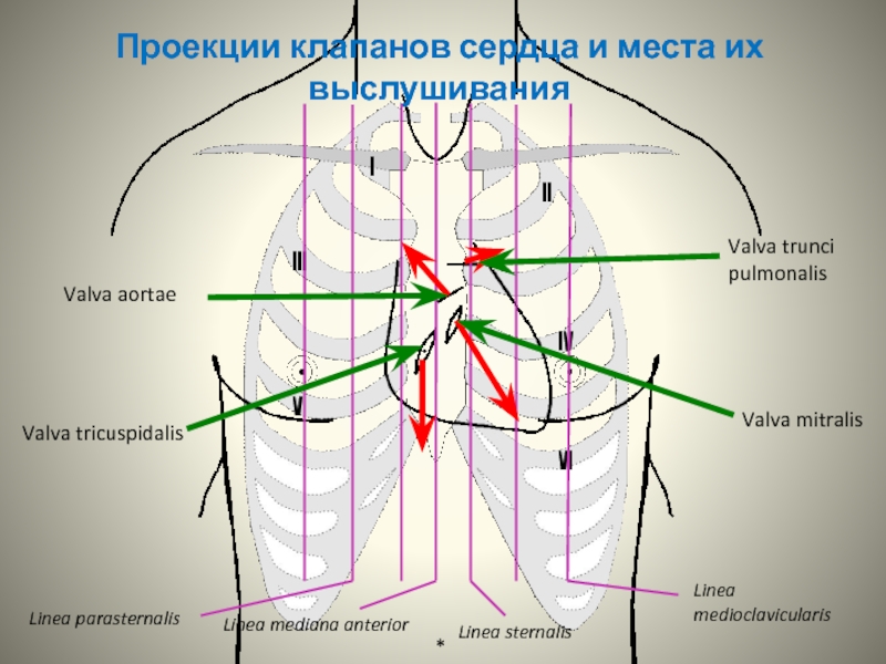 Проекция границ и клапанов сердца на грудную клетку схема