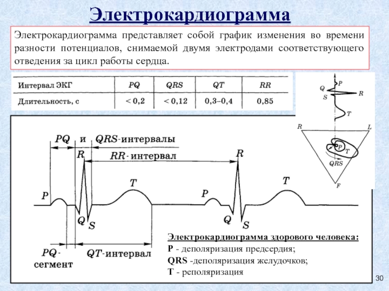 Диаграмма сердца здорового человека