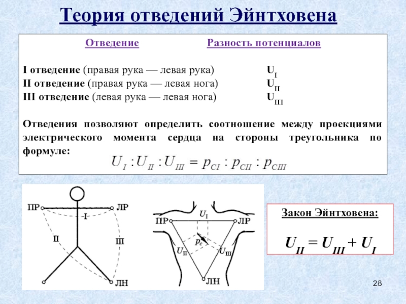 Момент сердца. Теория отведений Эйнтховена. Физические основы электрокардиографии теория Эйнтховена. Отведения Эйнтховена стандартные. Стандартные отведения по теории Эйнтховена.