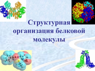 Структурная организация белковой молекулы