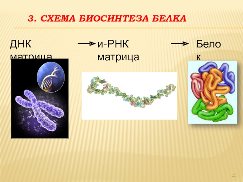 Синтез белков 9 класс. Биосинтез белка. Синтез белка кратко и понятно. Биосинтез белка тема. Биосинтез белка презентация.
