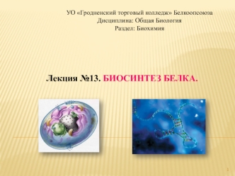 Лекция №13. БИОСИНТЕЗ БЕЛКА.