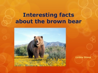 Interesting facts about the brown bear