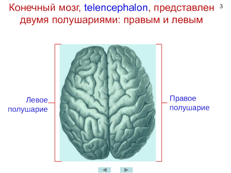 Левое полушарие доли. Полушария конечного мозга. Конечный мозг состоит из двух полушарий. Конечный мозг полушария полушария. Полушарие большого мозга(конечный мозг) функции.