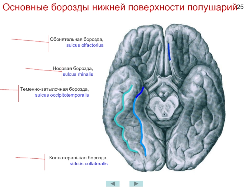 Нижнее полушарие мозга. Борозды и извилины головного мозга нижняя поверхность. Медиальная поверхность головного мозга борозды. Нижняя поверхность полушарий большого мозга доли борозды. Нижняя поверхность головного мозга анатомия борозды.