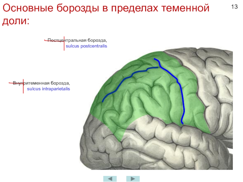 Извилины долей мозга. Внутритеменная борозда теменной доли. Извилины головном мозге анатомия.