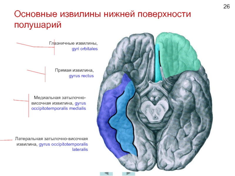 Медиальная поверхность мозга. Медиальная борозда головного мозга. Затылочно височная извилина. Шпорная борозда затылочной доли. Латеральная борозда головного мозга.