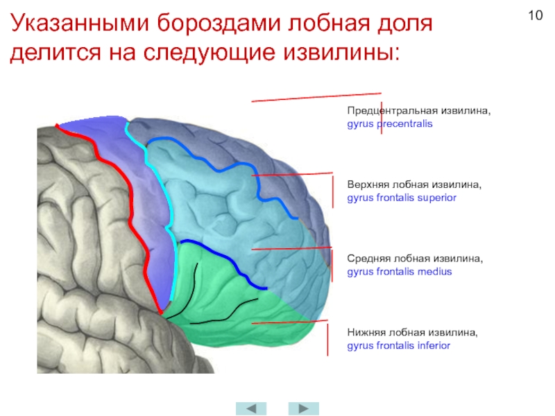 Значение извилин головного мозга. Отделы доли извилины борозды головного мозга. Задний отдел средней лобной извилины. Анатомия коры головного мозга доли борозды извилины.