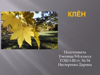 Нестеренко Дарина