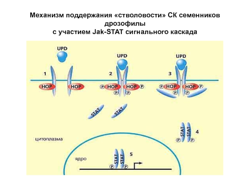 В соматических клетках дрозофилы содержится