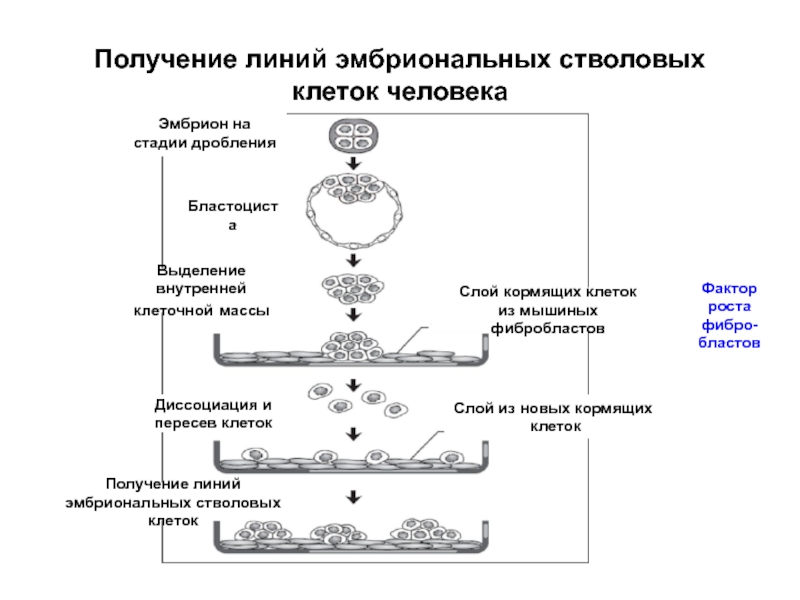 Масса клетки