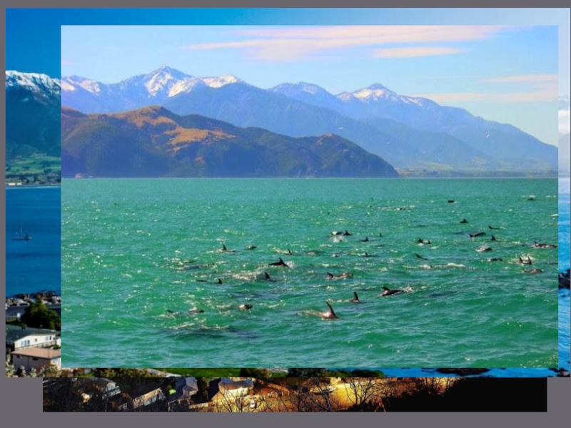 KaikouraKaikoura is a heaven for those who love seafood. It’s a small
