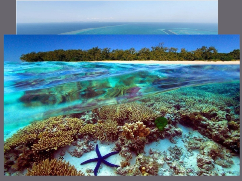 Great barrier reefGreat barrier reef — the world's largest system of