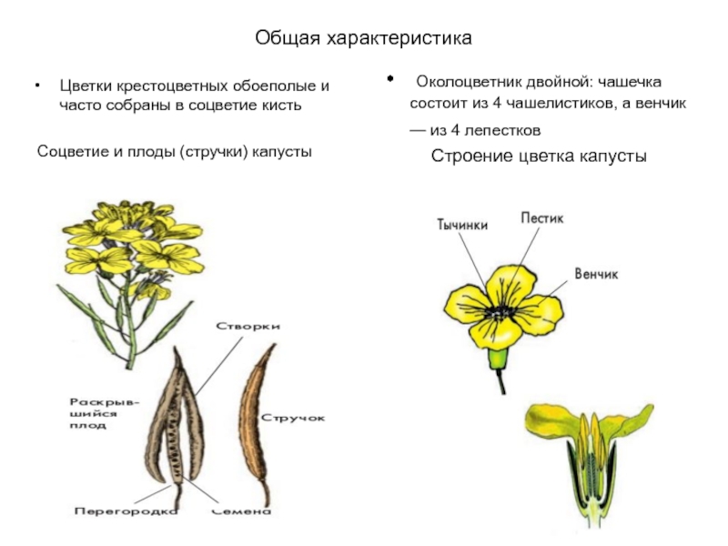 Цветок крестоцветных рисунок