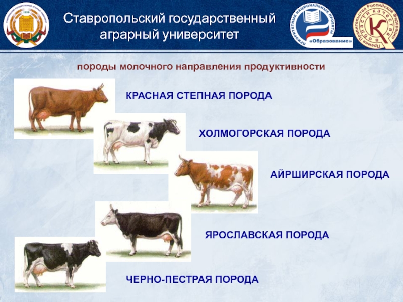 Продуктивные породы. Породы молочного направления продуктивности. Породы коров молочного направления продуктивности. Породы КРС молочного направления. Породы крупного рогатого скота молочного направления продуктивности.