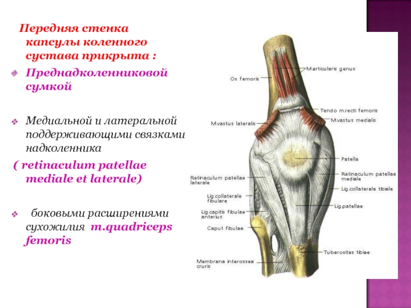 Суставная капсула колена анатомия. Прикрепление капсулы коленного сустава. Суставная капсула коленного сустава прикрепляется. Повреждение медиального ретинакулума коленного сустава.