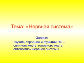 Нервная система. Строение и функции НС, спинного мозга, головного мозга