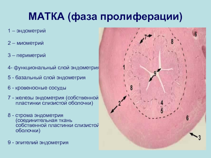 Что значит эндометрий 7. Матка фаза пролиферации. Толщина эндометрия в пролиферативной фазе. Матка фаза пролиферации гистология. Эндометрий фаза пролиферативная.