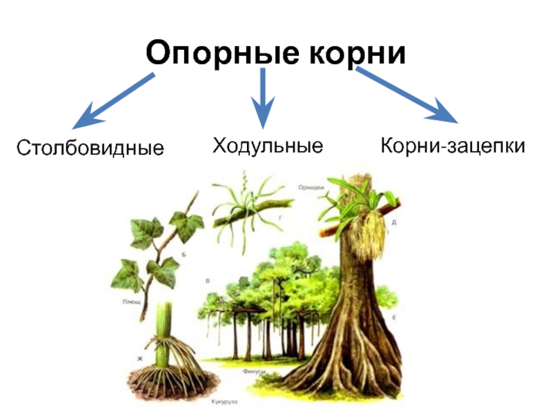 Воздушные корни выполняемая функция