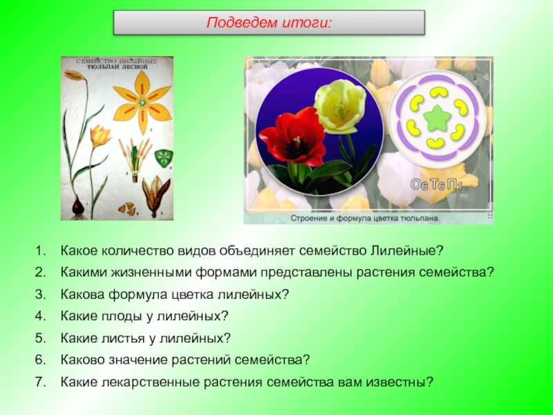 Какой тип питания характерен для тюльпана лесного. Формула цветков семейства лилейных. Формула цветка семейства Лилейные. Формула и диаграмма цветка семейства лилейных. Формула цветка тюльпана семейства Лилейные.