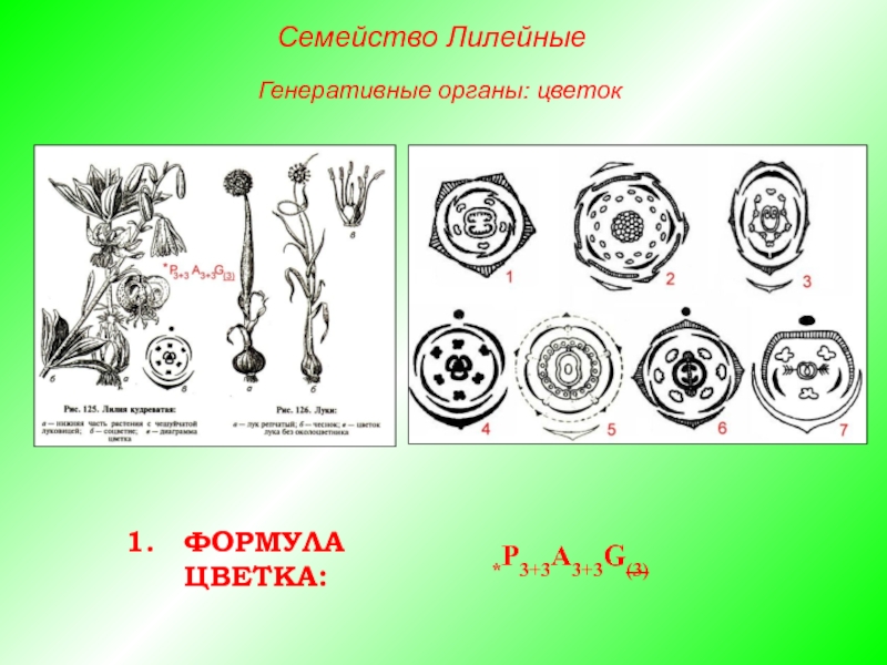 Диаграмма цветка однодольных лилейные