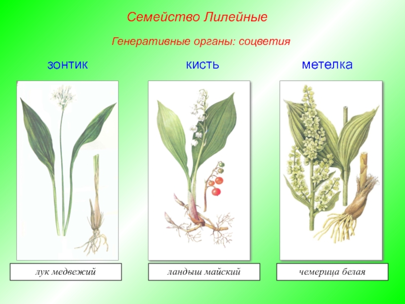 Соцветие лилейных рисунок