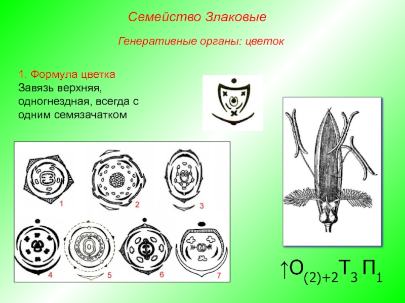 Луковые формула цветка и диаграмма