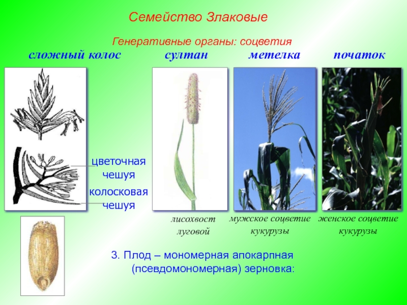 Злаки растения соцветие. Генеративные органы злаковых схема. Семейство злаковые соцветие початок. Соцветие метелка злаковые.
