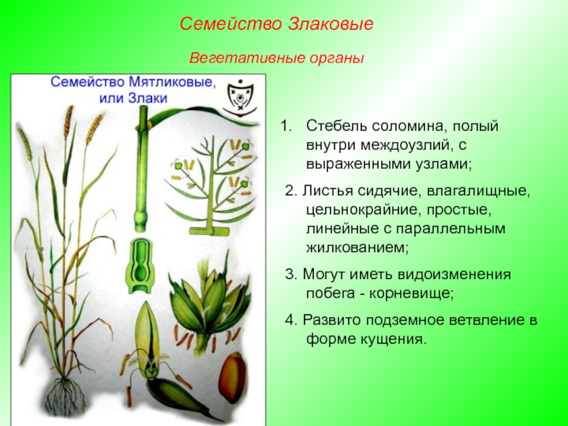 Особенности вегетативных органов злаковых. Злаковые Однодольные Соломина. Стебель семейство злаки Мятликовые. Злаковые Мятликовые строение. Видоизменение побега у злаковых.